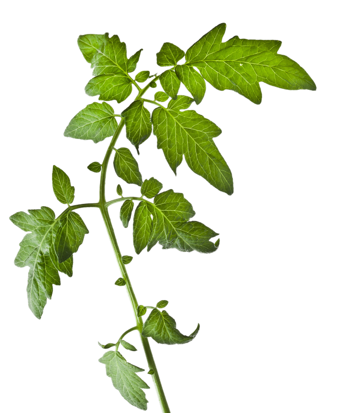 pianta fitofarmaci